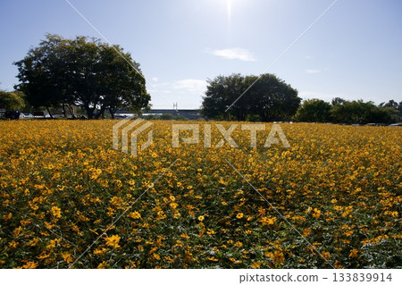 尼崎武庫川波斯菊花園(2025年,兵庫縣尼崎市) 尼崎武庫川波斯菊花園(2025年,兵庫縣尼崎市) 133839914