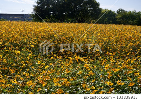 尼崎武庫川波斯菊花園(2025年,兵庫縣尼崎市) 尼崎武庫川波斯菊花園(2025年,兵庫縣尼崎市) 133839915