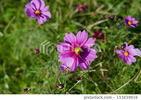 尼崎武庫川波斯菊花園(2025年,兵庫縣尼崎市) 尼崎武庫川波斯菊花園(2025年,兵庫縣尼崎市) 133839916