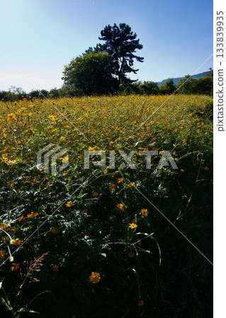 尼崎武庫川波斯菊花園(2025年,兵庫縣尼崎市) 尼崎武庫川波斯菊花園(2025年,兵庫縣尼崎市) 133839935