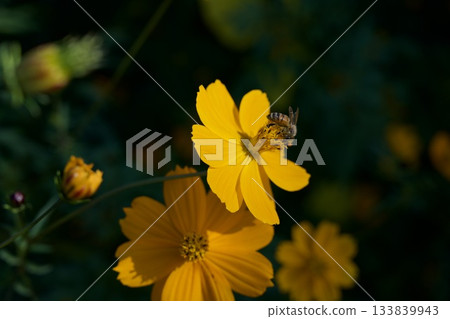 尼崎武庫川波斯菊花園(2025年,兵庫縣尼崎市) 尼崎武庫川波斯菊花園(2025年,兵庫縣尼崎市) 133839943