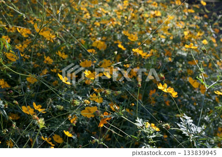 尼崎武庫川波斯菊花園（2025年，兵庫縣尼崎市） 133839945