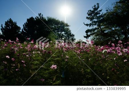 尼崎武庫川波斯菊花園（2025年，兵庫縣尼崎市） 133839995