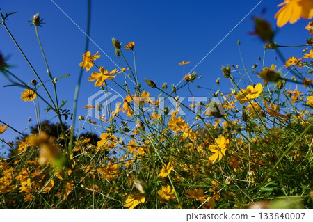 尼崎武庫川波斯菊花園（2025年，兵庫縣尼崎市） 133840007