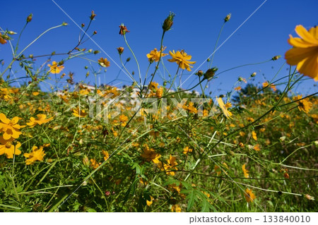 Amagasaki Mukogawa Cosmos Garden (2025, Amagasaki City, Hyogo Prefecture) 133840010