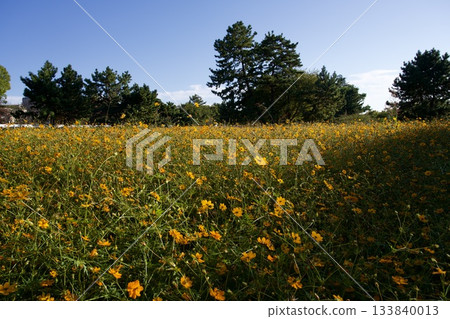 尼崎武庫川波斯菊花園(2025年,兵庫縣尼崎市) 尼崎武庫川波斯菊花園(2025年,兵庫縣尼崎市) 133840013