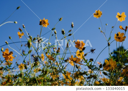 尼崎武庫川波斯菊花園（2025年，兵庫縣尼崎市） 133840015