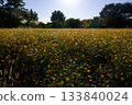 Amagasaki Mukogawa Cosmos Garden (2025, Amagasaki City, Hyogo Prefecture) 133840024