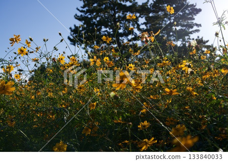 Amagasaki Mukogawa Cosmos Garden (2025, Amagasaki City, Hyogo Prefecture) 133840033