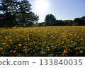 Amagasaki Mukogawa Cosmos Garden (2025, Amagasaki City, Hyogo Prefecture) 133840035