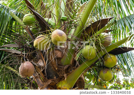 Coconuts growing high on a palm tree in the tropics Coconuts growing high on a palm tree in the tropics 133840038