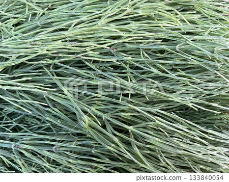 問荊是一種營養豐富的藥用草本植物，富含礦物質。 133840054