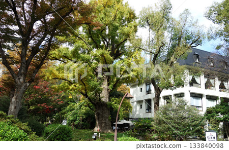 日比谷公園的銀杏樹和松本樓（東京都千代田區） 133840098