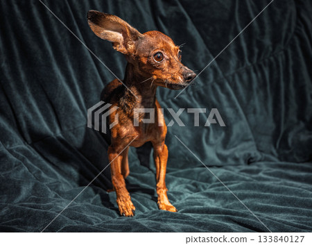 Funny small brown dog miniature pinscher with large ears stands on dark green sofa, cute domestic puppy portrait at home, adorable pet with expressive eyes 133840127