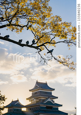 Sunrise, pigeons perched on a branch, and Matsumoto Castle [November] 133840156