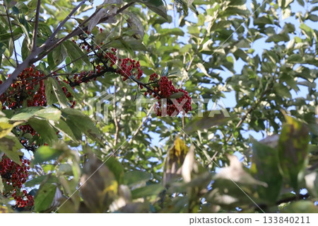 Red fruit of Pyracantha in the autumn park 133840211