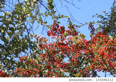 Red fruit of Pyracantha in the autumn park Red fruit of Pyracantha in the autumn park 133840212