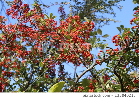 火棘紅果在秋季公園 133840213