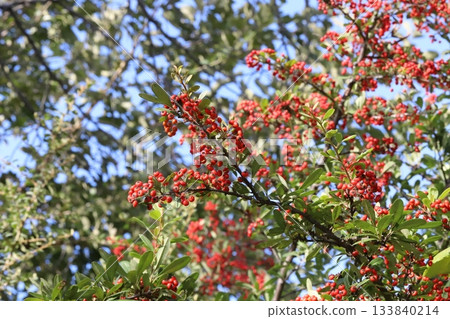 Red fruit of Pyracantha in the autumn park 133840214