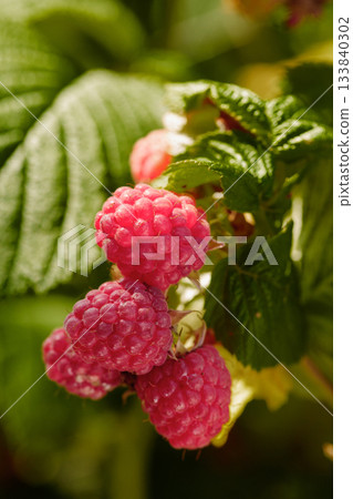 Close-up of ripening red raspberries on the vine. 133840302