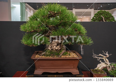 Potted bonsai tree Potted bonsai tree 133840669