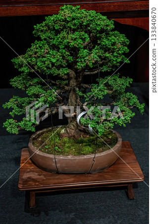 Potted bonsai tree Potted bonsai tree 133840670