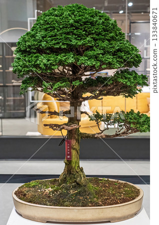 Potted bonsai tree Potted bonsai tree 133840671