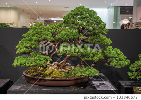 Potted bonsai tree Potted bonsai tree 133840672