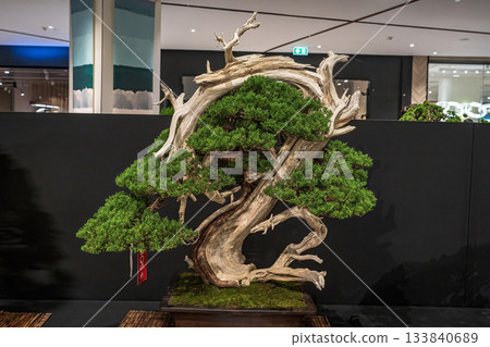 Potted bonsai tree 133840689