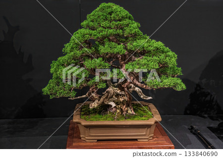 Potted bonsai tree Potted bonsai tree 133840690
