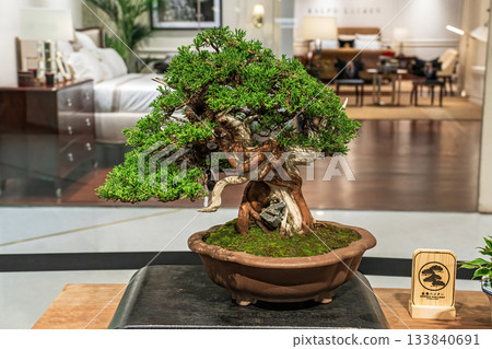 Potted bonsai tree Potted bonsai tree 133840691