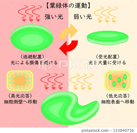 日文版葉綠體運動示意圖 日文版葉綠體運動示意圖 133840716