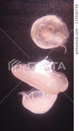 Floating jellyfish 133840748