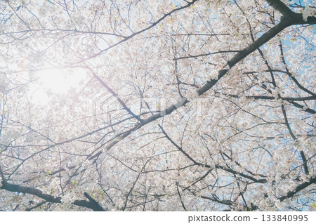Cherry blossoms in full bloom and blue sky 133840995
