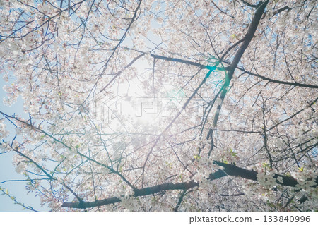 在盛開和藍天的櫻花 133840996