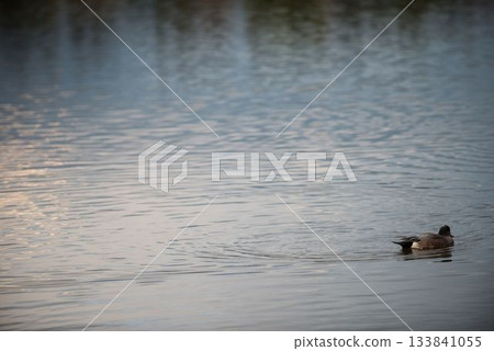 Mallard duck swimming in lake Mallard duck swimming in lake 133841055