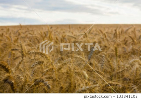 Wheat field against cloudy sky Wheat field against cloudy sky 133841102