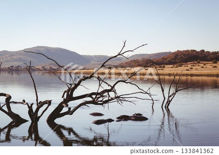 Dead tree trunk and hippo backs are emerging from calm water in flat design savanna landscape Dead tree trunk and hippo backs are emerging from calm water in flat design savanna landscape 133841362