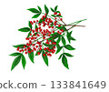 Nandina fruit and leaves 2 133841649