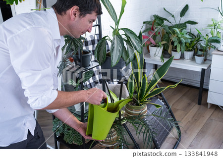 A man takes care of home potted plants on the shelves, watering from a watering can, homeplants care service 133841948