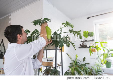 A man takes care of home potted plants on the shelves, watering from a watering can, homeplants care service 133841949