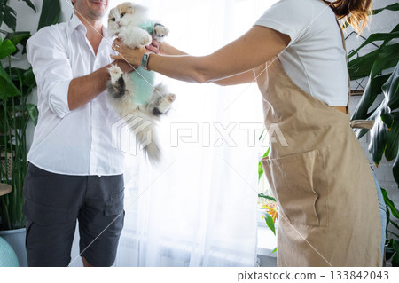 A veterinarian at home checks the health of a bandaged cat in a blanket after a sterilization operation, together with a female assistant 133842043