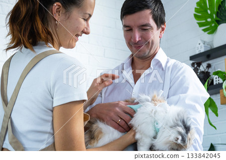 A veterinarian at home checks the health of a bandaged cat in a blanket after a sterilization operation, together with a female assistant A veterinarian at home checks the health of a bandaged cat in a blanket after a sterilization operation, together with a female assistant 133842045