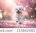 笑容燦爛的馬耳他犬在櫻花花瓣間奔跑 133842085