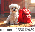 一隻背著紅色背包的馬爾濟斯犬的可愛肖像 133842089
