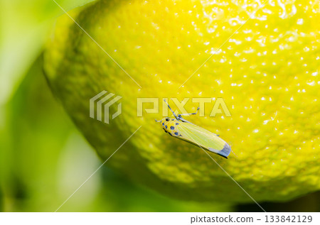 Tsunagogyo Oshoko 133842129