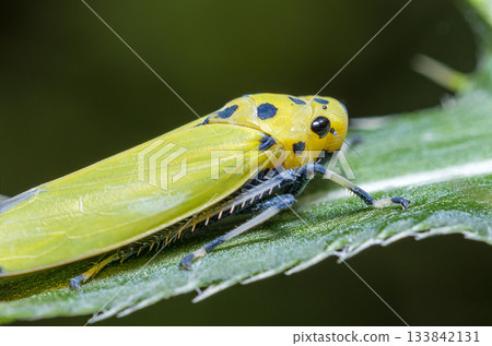 Tsunagogyo Oshoko 133842131