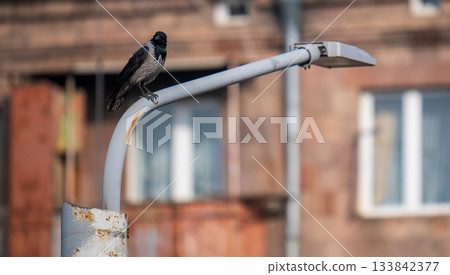 A black bird is perched on a street light pole 133842377