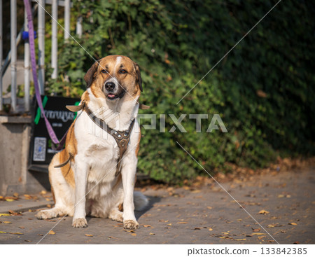 A brown and white dog is sitting on the ground with its mouth open A brown and white dog is sitting on the ground with its mouth open 133842385