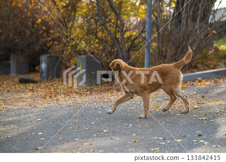 A brown dog is walking on a road with leaves on the ground 133842415